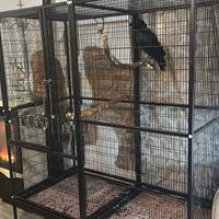 Corvo Imperiale con Voliera