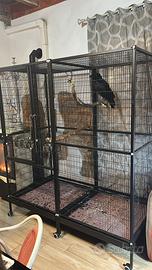 Corvo Imperiale con Voliera