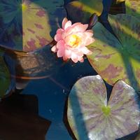 🌿 Piante per Laghetto e Ninfee 