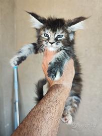 Cucciola di Maine Coon