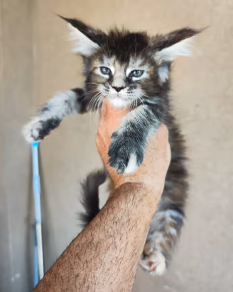 Cucciola di Maine Coon