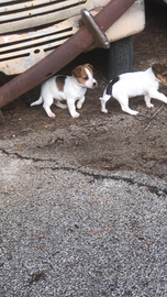 Cucciolo di jack Russell