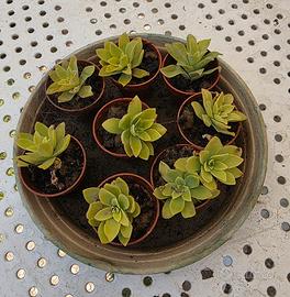 8 piccole piante grasse