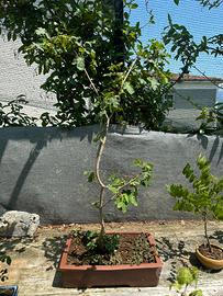Bonsai acero montano spedizione inclusa