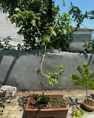 Bonsai acero montano spedizione inclusa