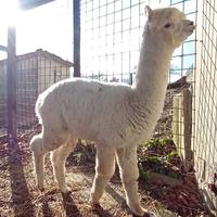 Alpaca Huacaya maschio