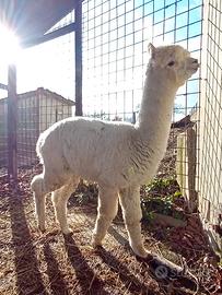 Alpaca Huacaya maschio