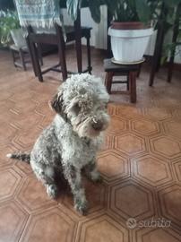 Lagotto romagnolo