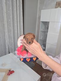 Barboncino toy femminuccia