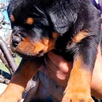 Cuccioli rottweiler
