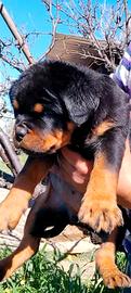 Cuccioli rottweiler