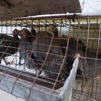 Galline faraoni
