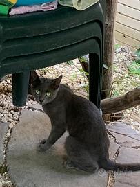 Gattini vogliono essere adottati