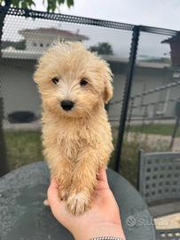Pop corn, cucciolo di maltipoo