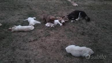 Cuccioli Pastore della Sila e Maremmano