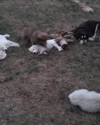Cuccioli Pastore della Sila e Maremmano