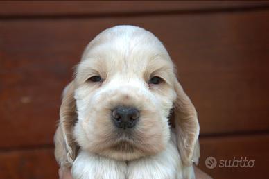 Cuccioli cocker spaniel inglese con Pedigree