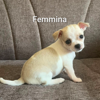Cucciolo di Chihuahua