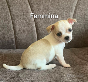 Cucciolo di Chihuahua