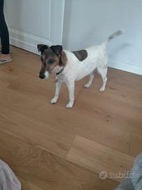Fox terrier