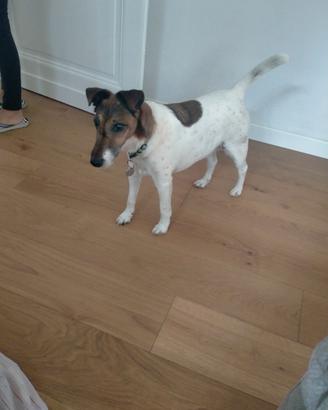 Fox terrier
