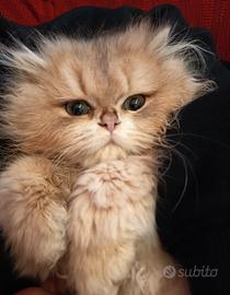British Longhair