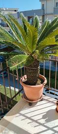 Pianta cicas