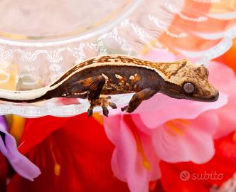 Geco ciliatus