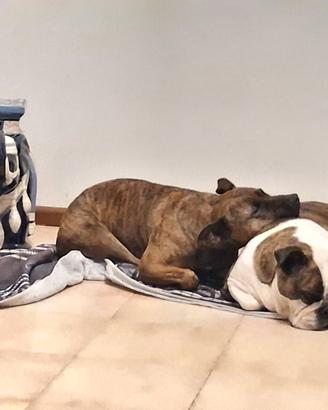 Bulldog e pitbullina