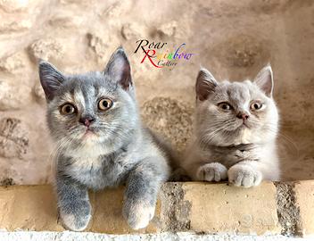 Gattini British Shorthair