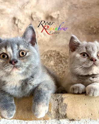 Gattini British Shorthair