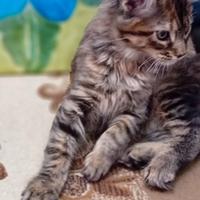 Maine coon