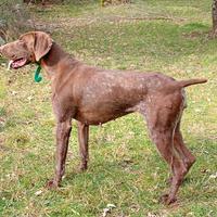 Kurzhaar femmina di 3 anni genetica Pradellinensi