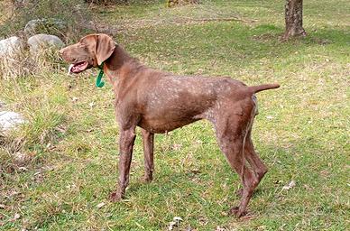 Kurzhaar femmina di 3 anni genetica Pradellinensi