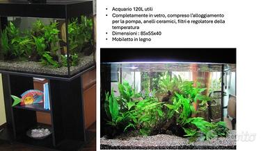 acquario