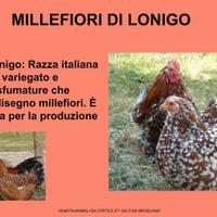 Galline ornamentali millefiori di lonigo