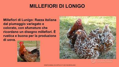 Galline ornamentali millefiori di lonigo