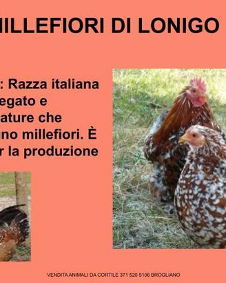 Galline ornamentali millefiori di lonigo