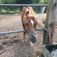 Cavallo Arabo