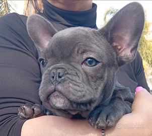Bulldog francese total blu esotico