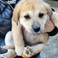 Cuccioli di cane e madre