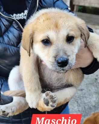 Cuccioli di cane e madre