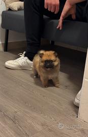 POMERANIA "mini mini mini" MASCHIO FULVO