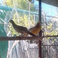 Fagiano dorato giallo