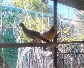 Fagiano dorato giallo