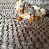 Cuccioli di bassotto arlecchino cioccolato