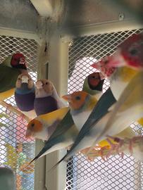 Diamanti di gould