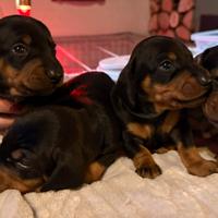 Cuccioli Bassotto Tedesco