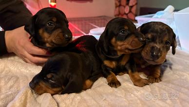 Cuccioli Bassotto Tedesco