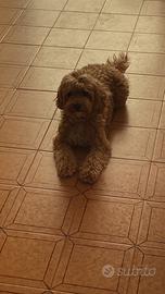 Maltipoo per accoppiamento